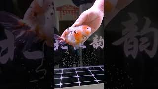 #Goldfish farming # LanshouGoldfish #Easy to raise fish, happy to raise fish