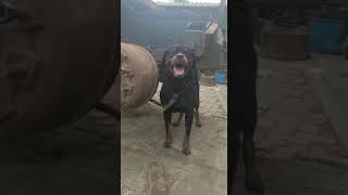 Rottweiler dog in a Kenyan track yard #rottweiler #rottweilerdog #dogs #dogshorts