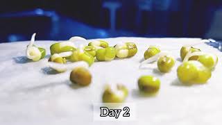 Sprouting mongo seeds in 5 Days