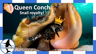 All Hail the Queen of Snails! – The Queen Conch (Aliger gigas)