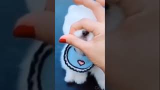 Aww cute and adorable puppy #puppy #cute #adorable #shorts #tiktok  #comedy