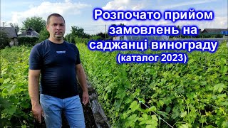 Розпочато прийом замовлень на саджанці винограду 2023