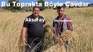 Aksaray - Etkin Çavdar Gübreleme ile Zayıf Topraktan İyi Verim için  Hangi Gübreler Kullanılır