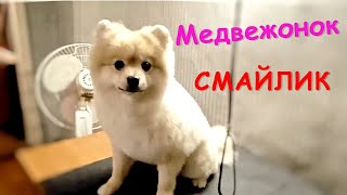 🐾Шпиц "под мишку". Стрижка, груминг шпица Смайлика