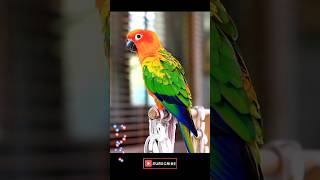 Beautiful Parrot #shorts #parrots #naturelovers