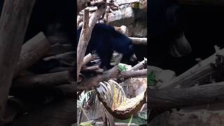 Black Bear in its natural habitat #travel #animals #wildlife #bear #fun #viral #shorts #trending