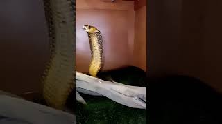 My Cape Cobra showing fangs in super slow motion