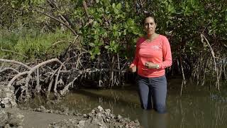 Mangrove Species Identification