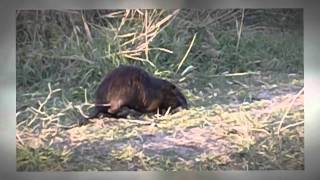 Nutria in La Diaccia Botrona Riserva Maremma Tuscany Italy