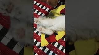 My cute baby kitten bella put my finger into her mouth  #shorts #kitten #bellafam #catcompilation