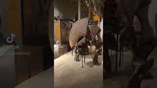 National Museum of Scotland #UK #travel #animals #shorts