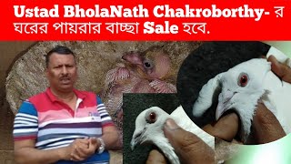 Ustad BholaNath Chakroborthy- র ঘরের পায়রার বাচ্ছা Sale হবে।।