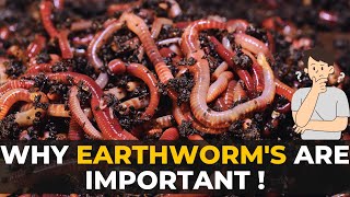 Earthworms | Why Earthworms are Important | The Planet Voice