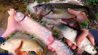 Pêche du Carnassier en Rivière I Brochet, Bass, Chevesnes, Perches (HD)