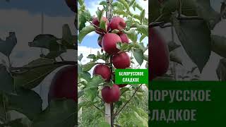 Новинки и топовые сорта🍎 саженцев яблонь в продаже в Насенне!