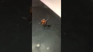 Royal Rumble Between Two Bugs. #tiktok #viral #respect #animal  #insect #power #short