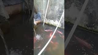 Semoga ikan piaraan cepat bertelur #ikannila