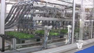 PC 16 Transplanting line with FF filler