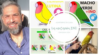 ¿Qué son los agapornis lutinos 🐤🐤? Descubre su mutación genética 🧬