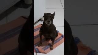 🐕🐕🐕 #pinscher #pets #dogs #cachorro