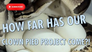 HOW FAR HAS OUR CLOWN PIED PROJECT COME!!??