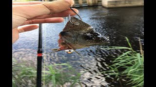 Catching My BIGGEST Freshwater Fish Ever (Intracoastal Waterway)