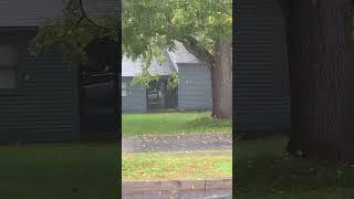 Raining leaves in Vermont