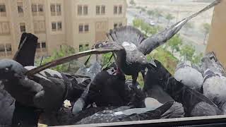 Pigeon#feed#birds#feeding vlogs#tamil#how  pigeon eats the food#food#youtube #trending #birdslover