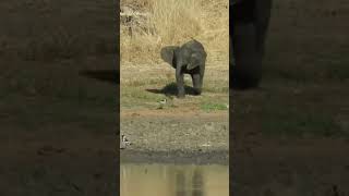 Baby elephant vs little bird #ytshorts