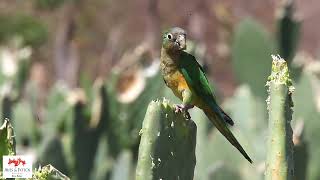 Periquito-da-caatinga  (Eupsittula cactorum)  Cactus Parakeet