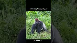 Angry Gorilla Funny Move