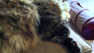 Maine Coon twitching in her sleep