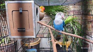 Blue Lovebird's Calm Morning with 3 Cage Companions