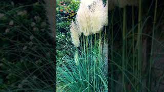 Pampas grass