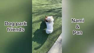 Cute Dogs Playing at the Dog Park  - Episode 1