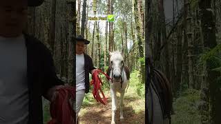 CAMPING ANTI RIBET BARENG ALPAKA DI BANDUNG #alpaca #tempatcamping