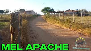 MEL APACHE #mangalargamachador/#mangalargadobrasil/#mangalargadeelite/#viral_video