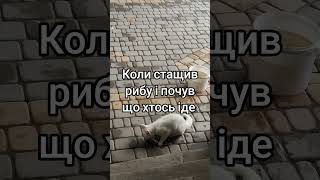 Коли стащив рибу і почув що хтось іде #кіт #риба