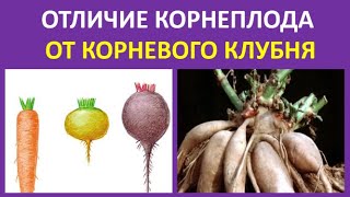 35. Отличие корнеплода от корневого клубня