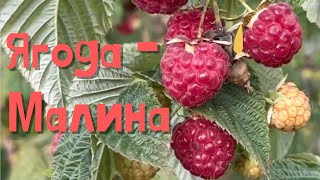 Наталя Фаліон (Лісапетний батальйон) - Ягода - малина. Щедра осінь