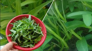 #6 Trồng rau muống nước trên sân thượng || water spinach planted rooftop