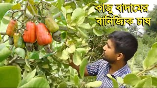 কাজু বাদামের বানিজ্যিক চাষ - Around of Bengal