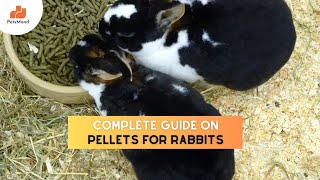 Feeding Pellets To Rabbits? Watch This FIRST! | Care & Food | Petsmond