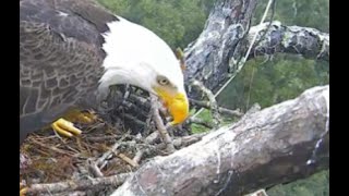 AEF-EFL Eagles  1-27-16  Juliet Chases An Intruder