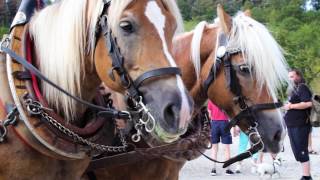 Das Hoffest 2016 auf dem Baumannshof