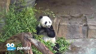 Zoo Cam - Panda Cam Episode 4