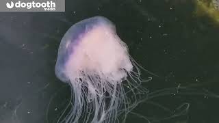 Cheeky Crab Rides on Back of Jellyfish || Dogtooth Media