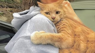 ПРИКОЛЫ С ЖИВОТНЫМИ ДО СЛЕЗ / Смешные КОТЫ 2022 / Приколы с КОТАМИ / Funny ANIMALS video