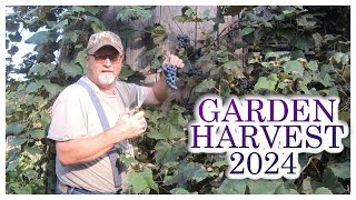 GRAPE HARVEST 2024