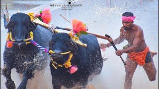 #kambala|ವೆಣೂರು ಪೆರ್ಮುಡ ಕಂಬಳ 2023-24|ಬೊಳದಗುತ್ತು A| Chance race|